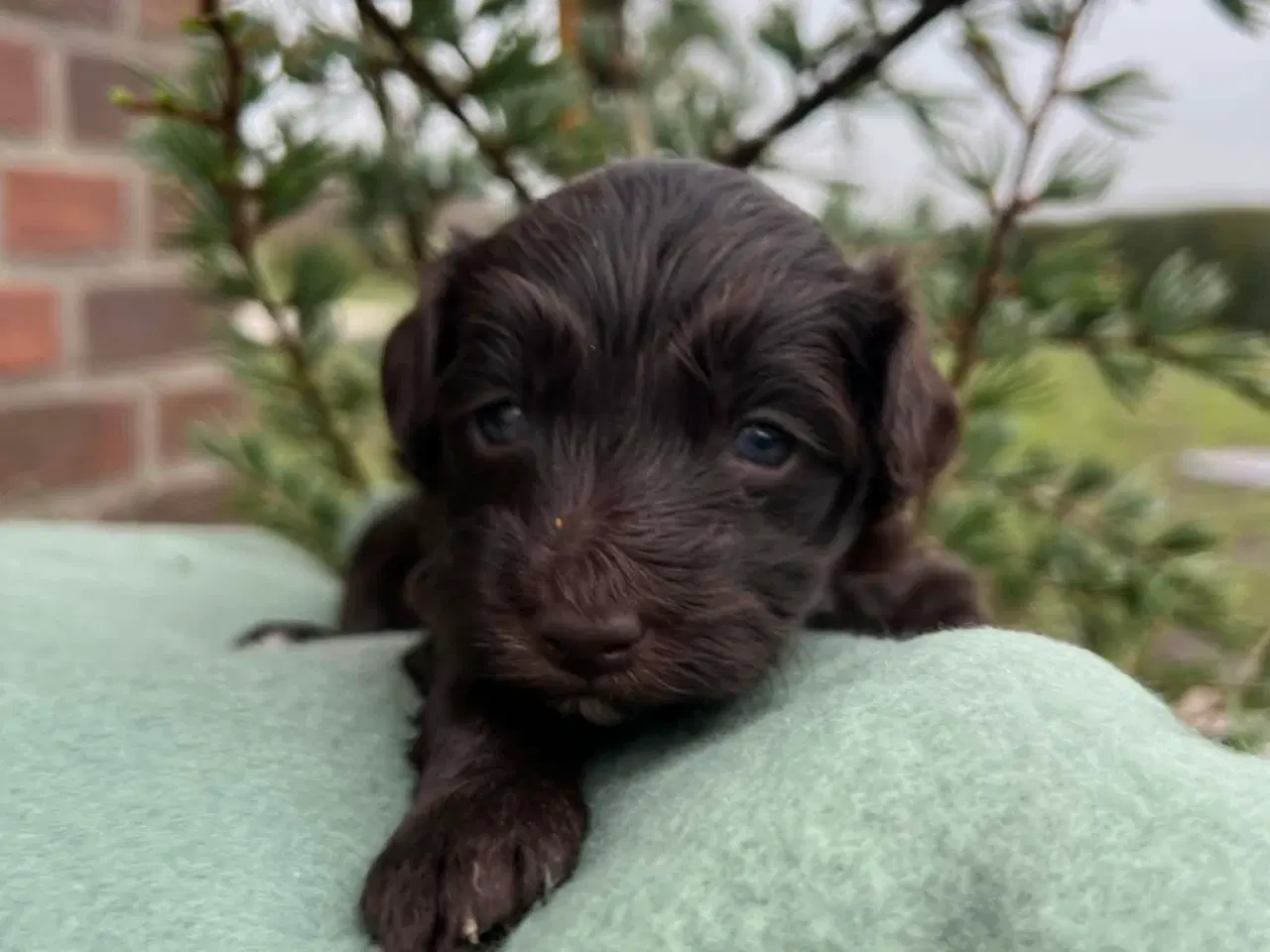 Billede 1 - Havapoo F1B