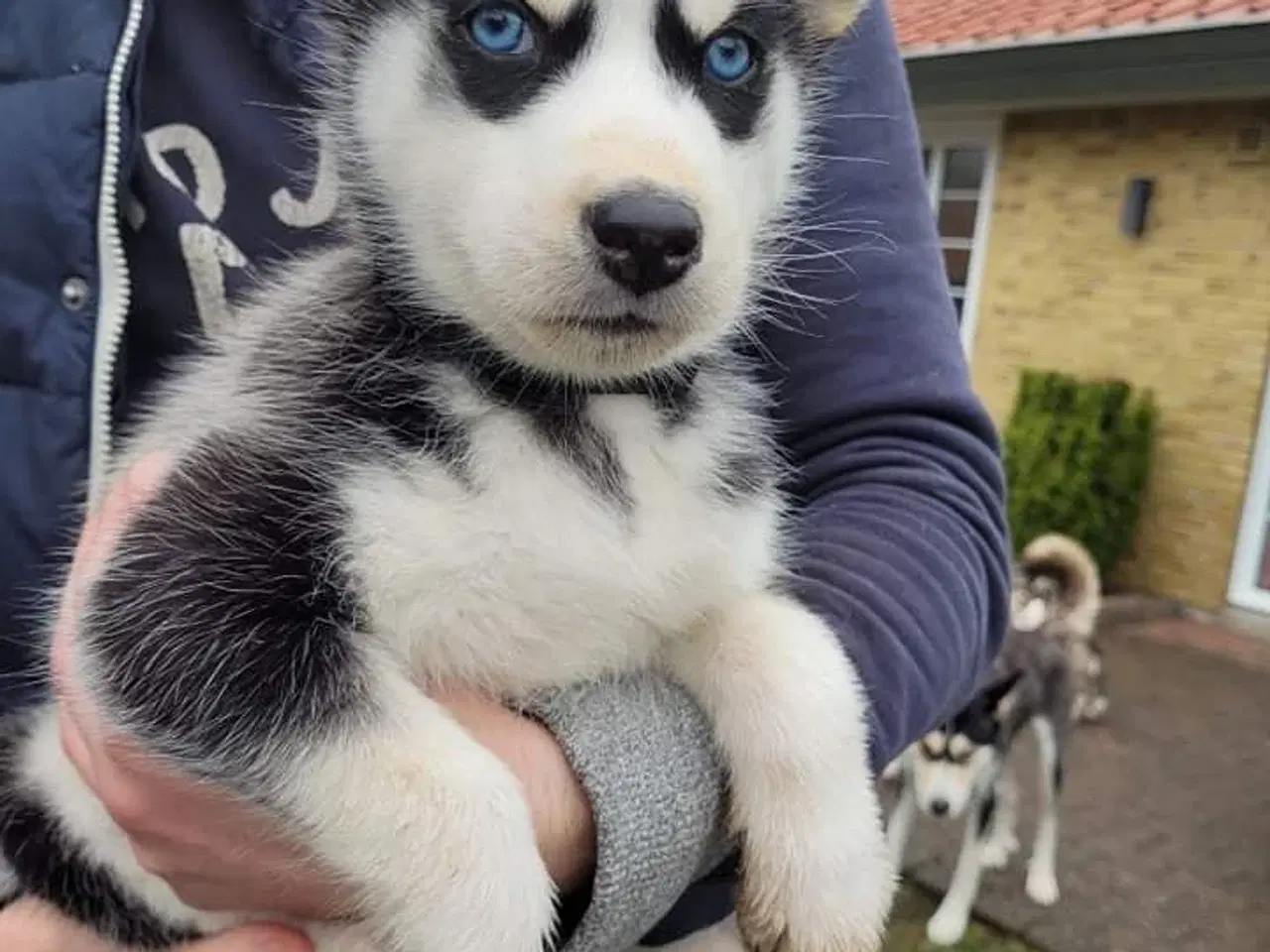 Billede 2 - Parring tilbydes - Siberian husky 