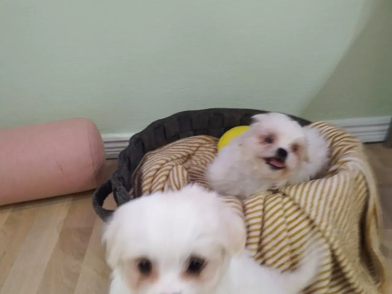 Billede 5 - mini malteser/coton de tulear hvalpe