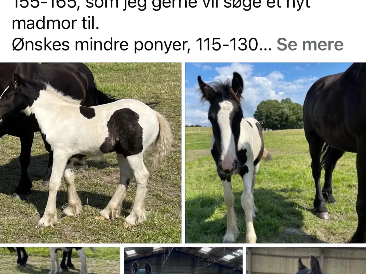Billede 3 - Irish cob vallak Danmarks roligste