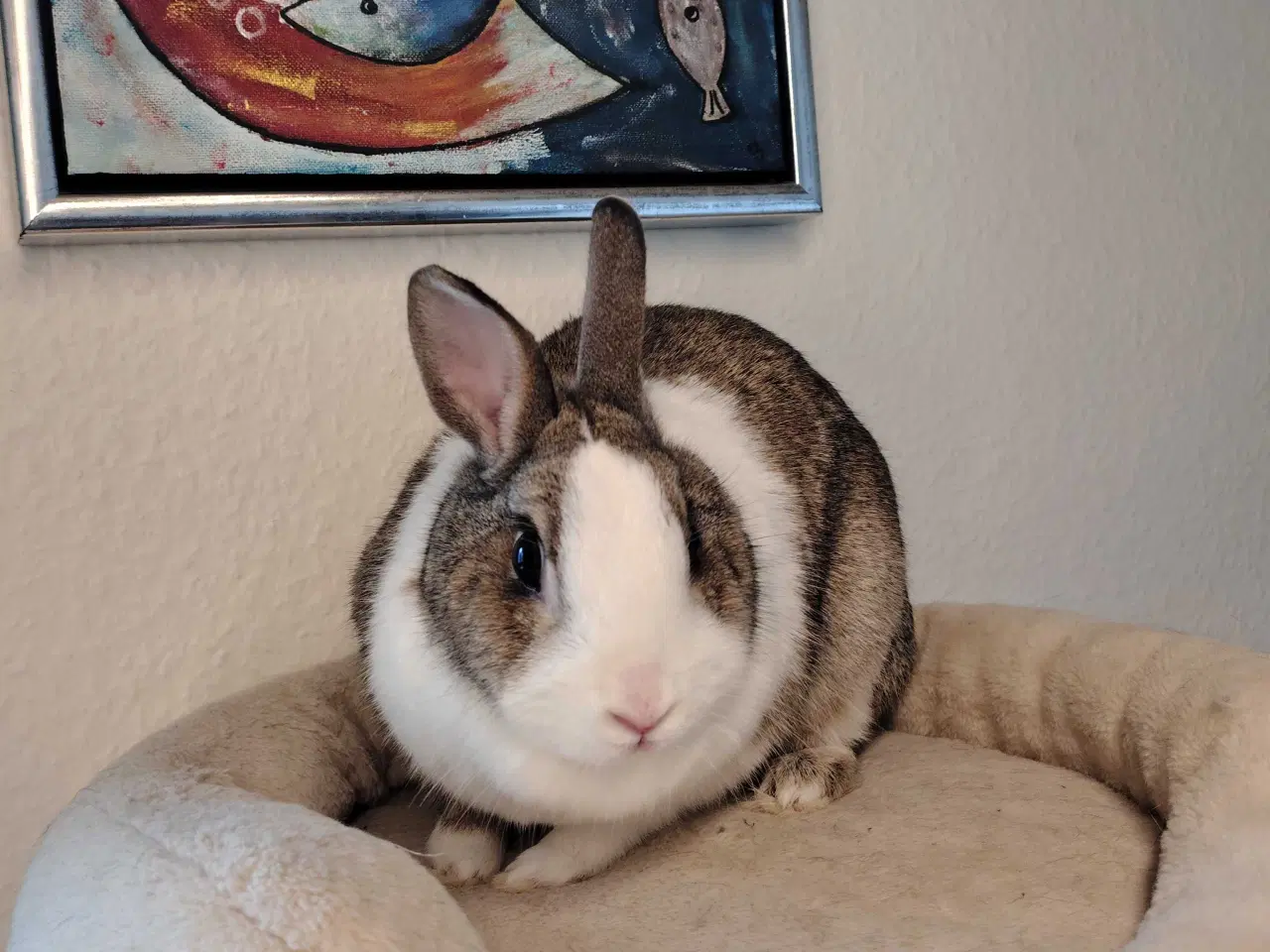 Billede 2 - Hermelin hun 🐇