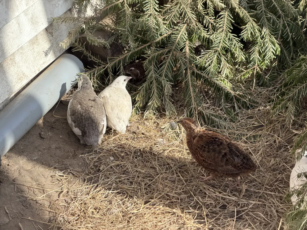 Billede 4 - Vagtel rugeæg 