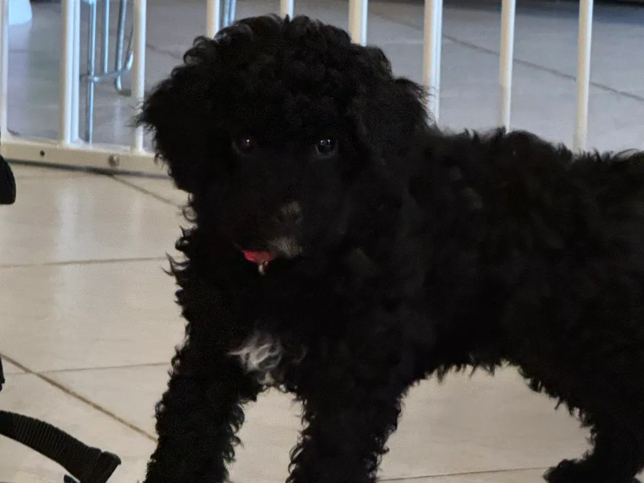 Billede 15 - Cavapoo vi venter her i februar 