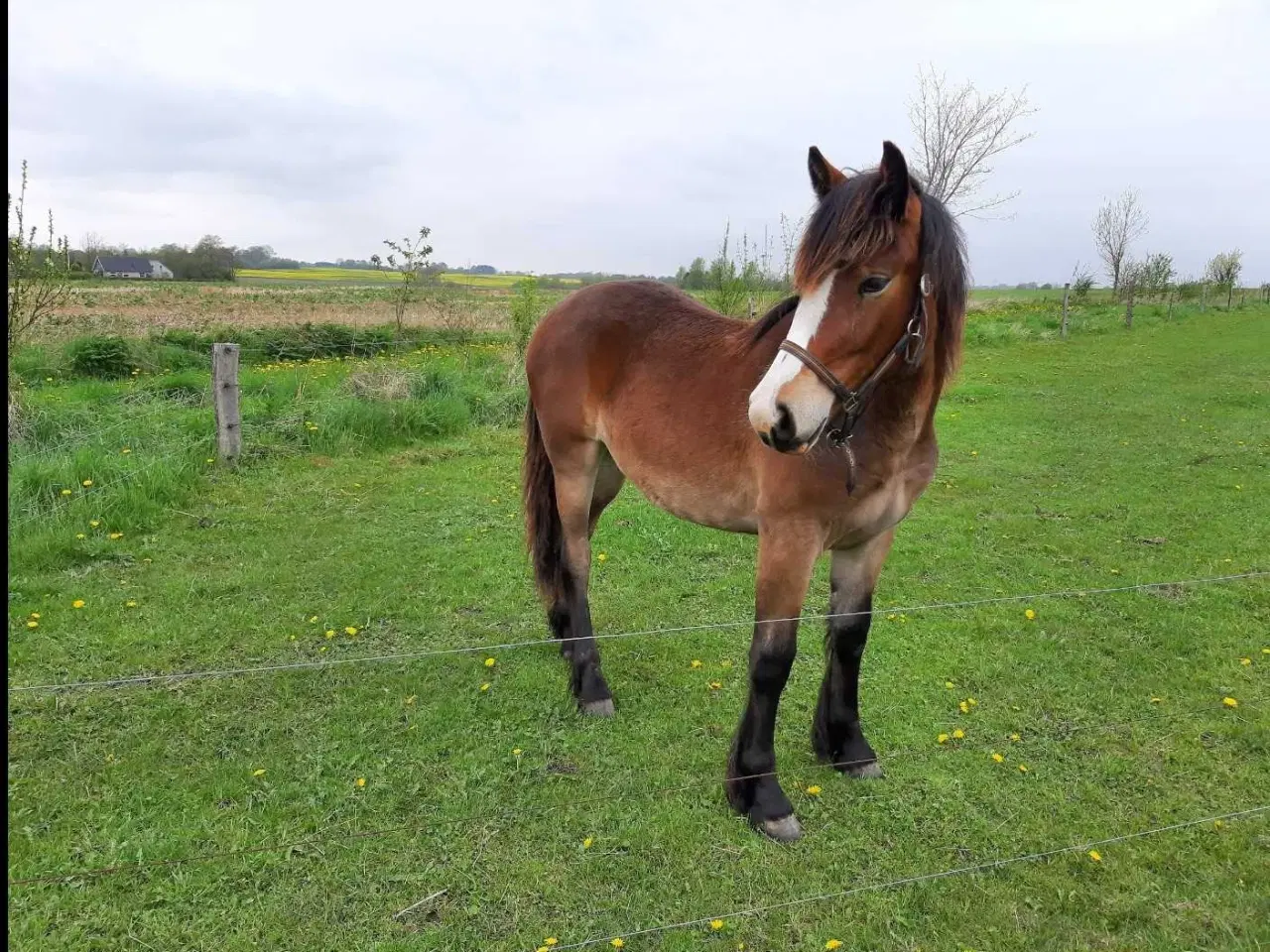 Billede 11 - Nordsvensk hoppe sælges 