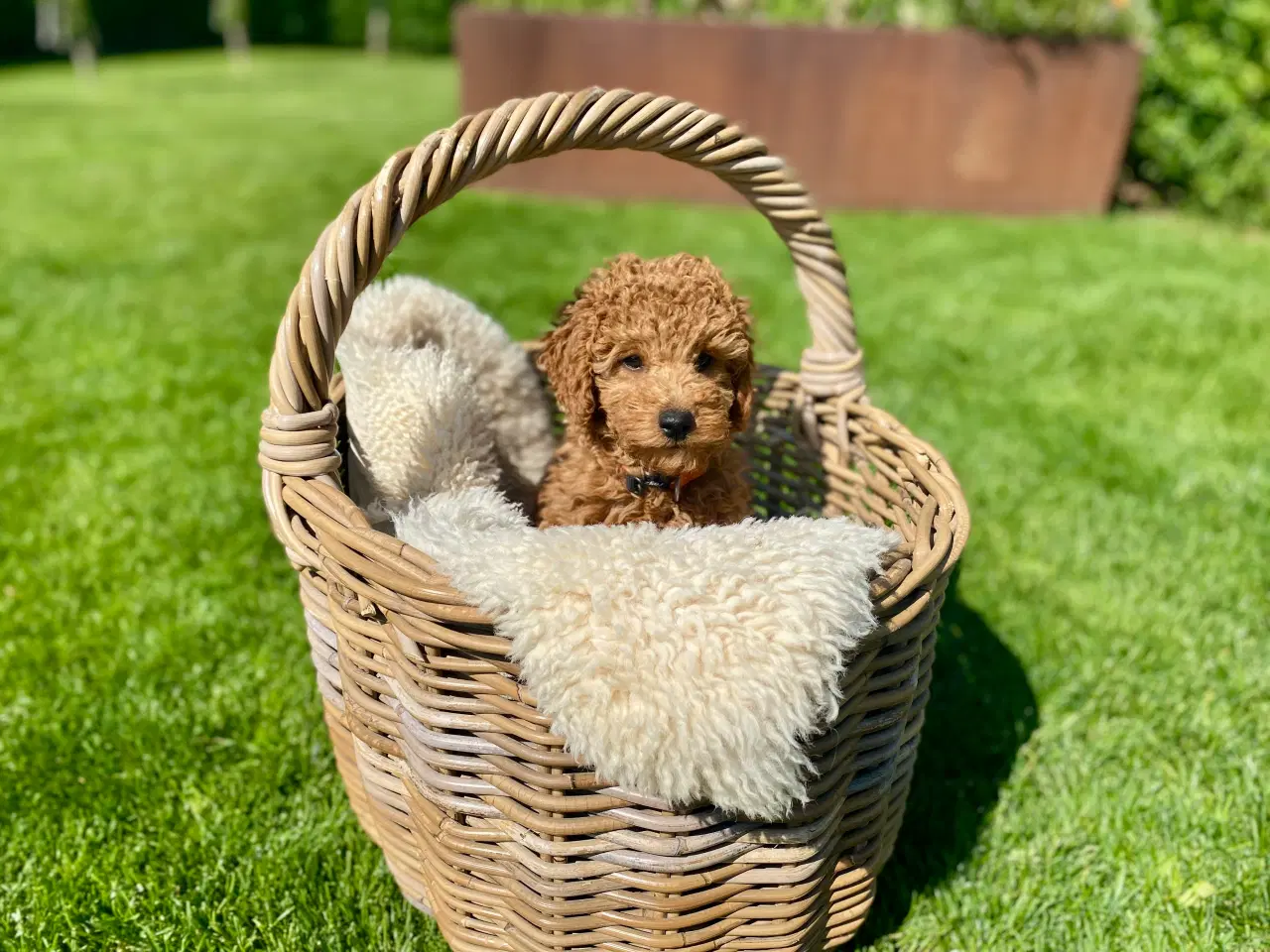 Billede 3 -  1 smuk mini Goldendoodle tilbage, doodle hvalpe