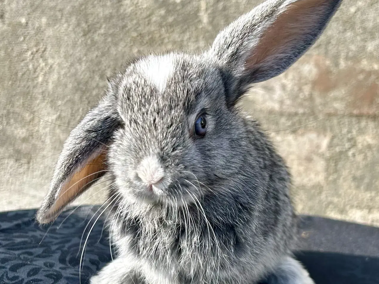 Billede 7 - Super søde kaninunger