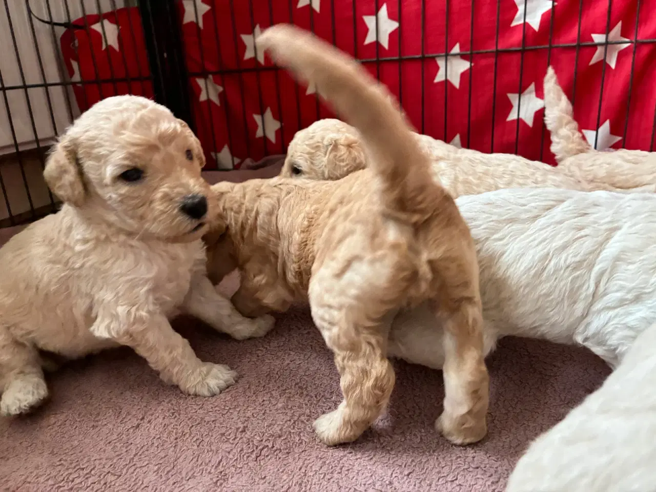 Billede 3 - Labradoodle F3 hvalpe 