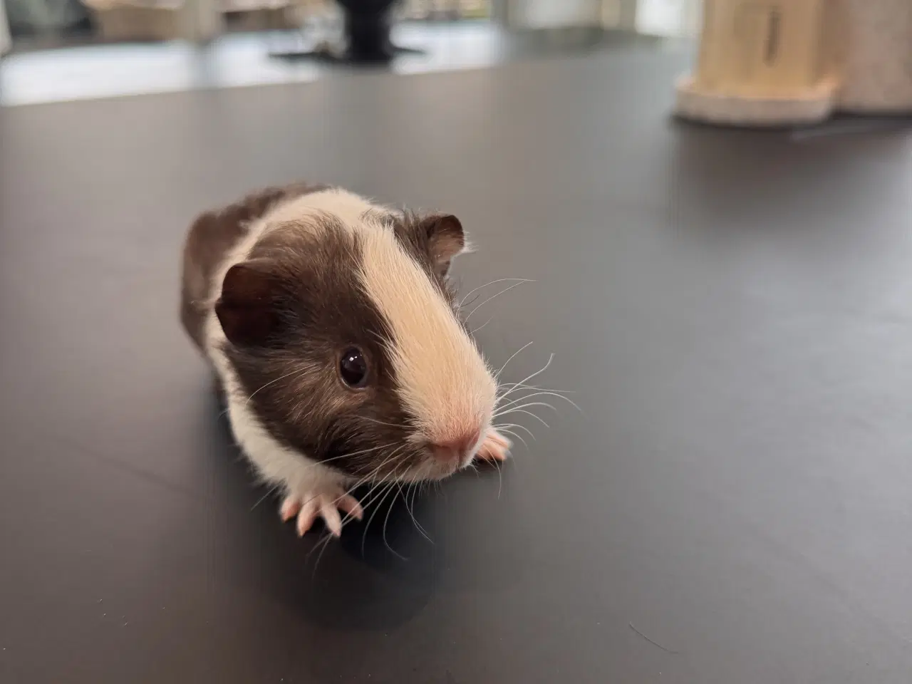 Billede 5 - Marsvin, Han unger 5 stk