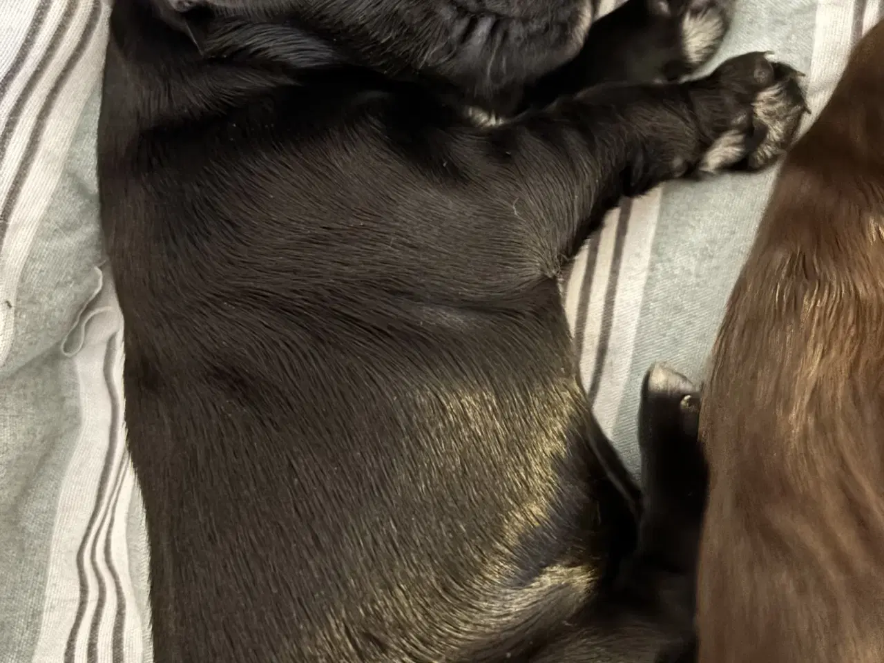 Billede 1 - Smukke Cockerhvalpe