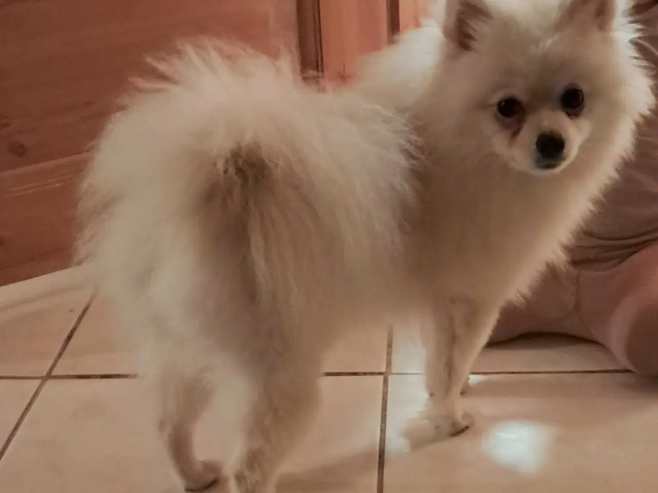 Billede 5 - Smukkeste Milla søger nyt hjem