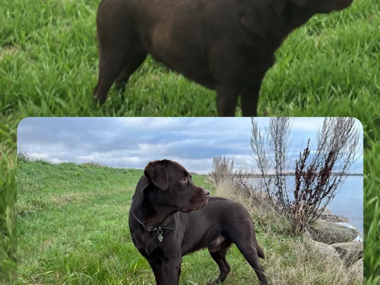 Billede 1 - Labrador hvalpe