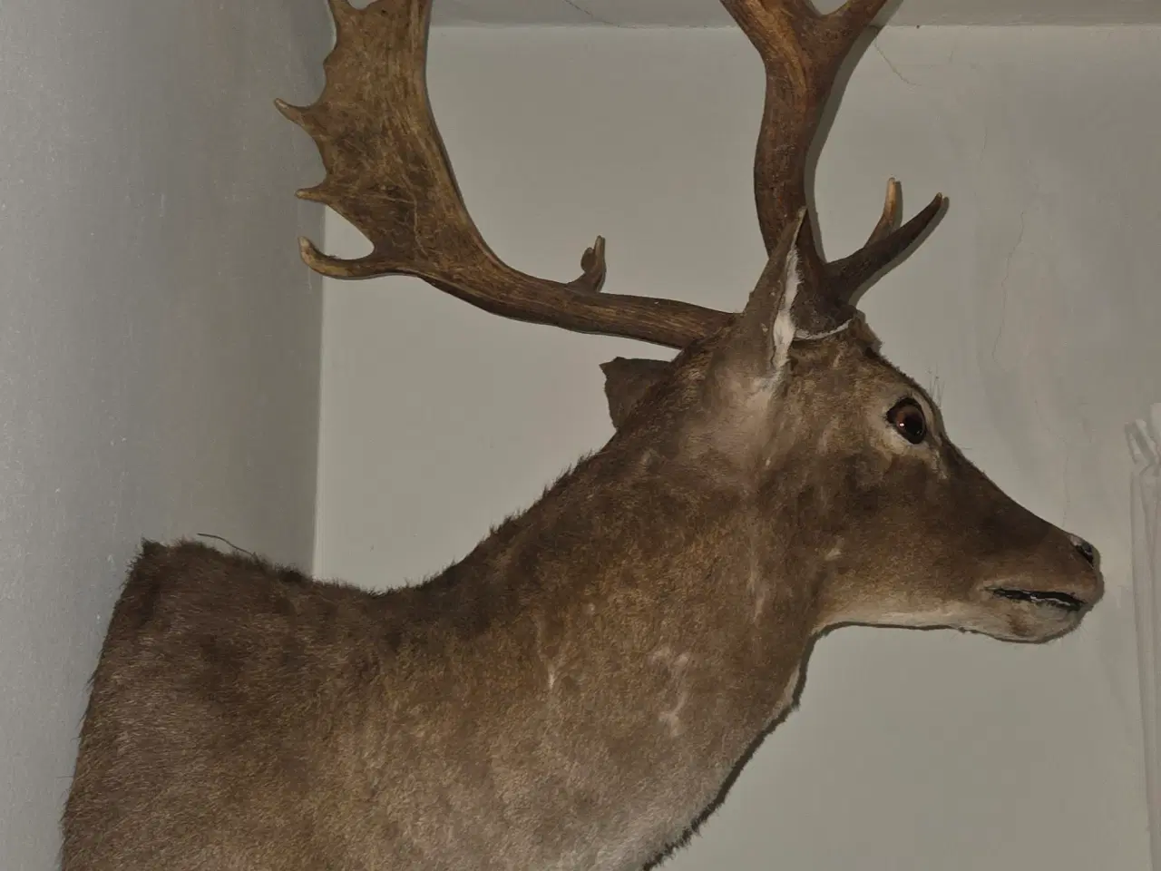 Billede 5 - Dåhjort skulder monteret Gevir