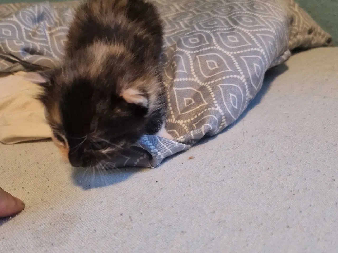 Billede 4 - 4 kattekillinger sælges