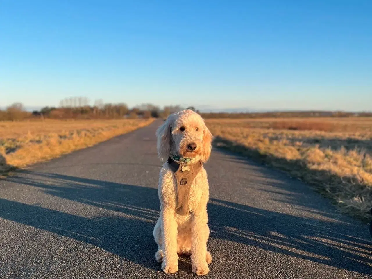 Billede 12 - Goldendoodle 