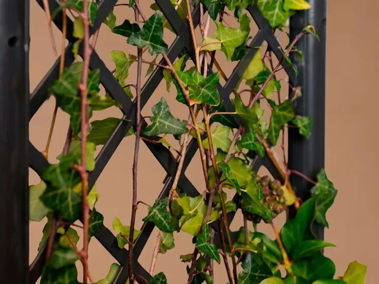 Billede 3 - 3 stk.plantekasse med espalier(ubrugt)