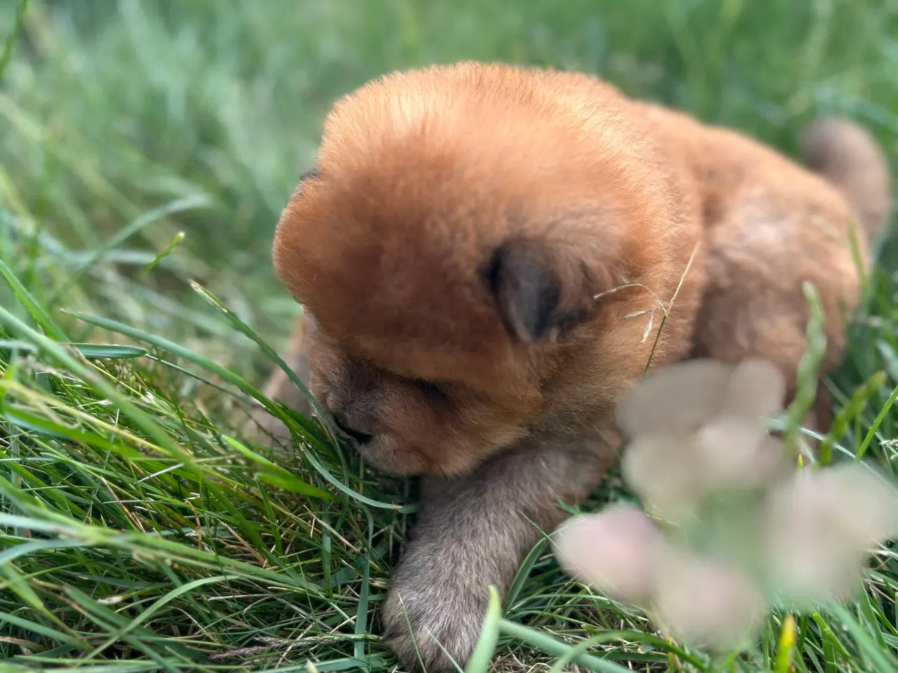 Billede 2 - Chowchow 
