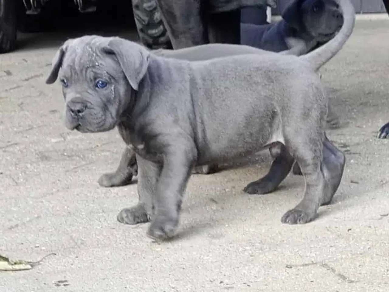 Billede 13 - Cane Corso Italiano hvalp 