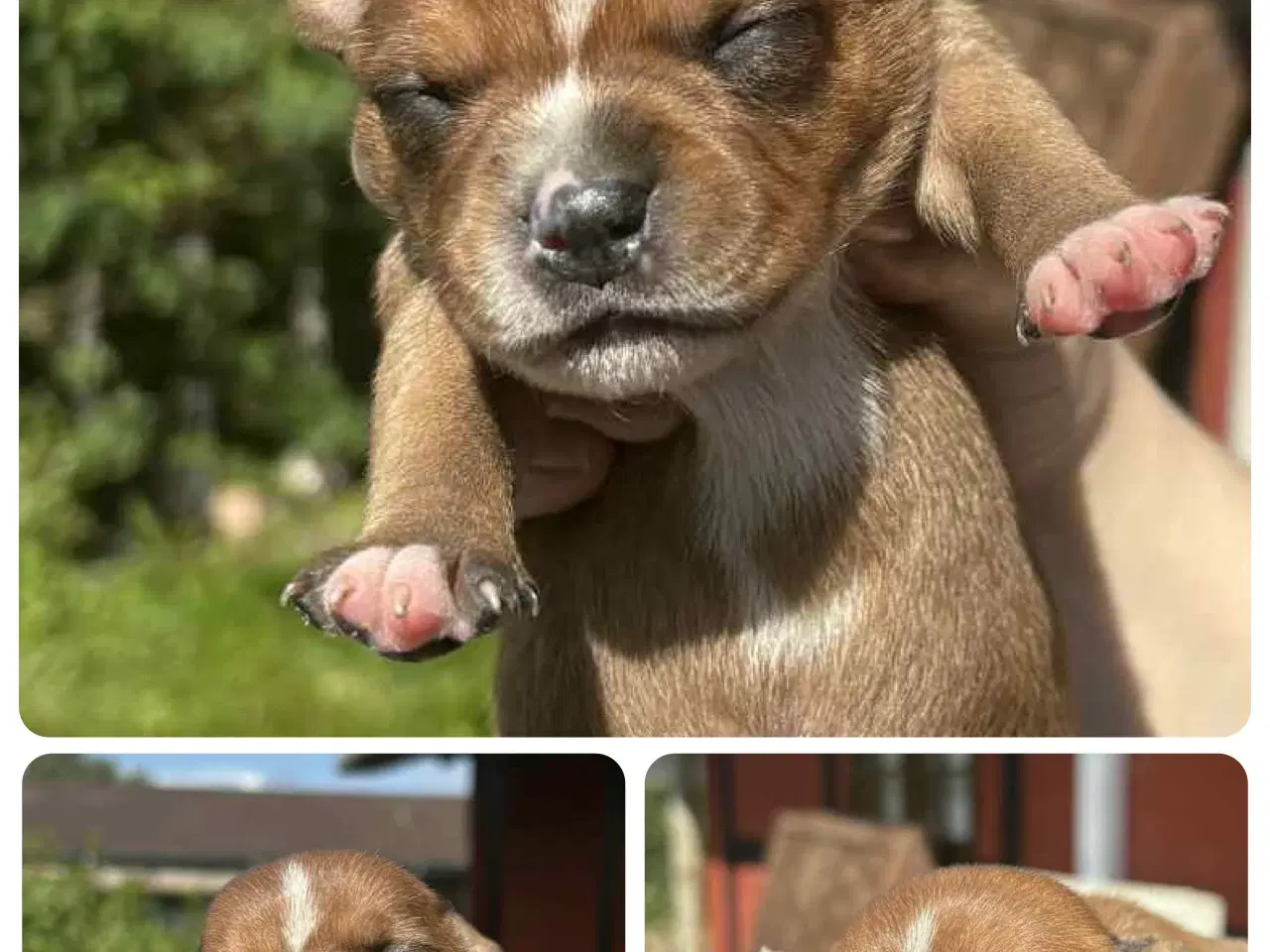 Billede 9 - Staffordshire Bull Terrier hvalpe med DKK tavle