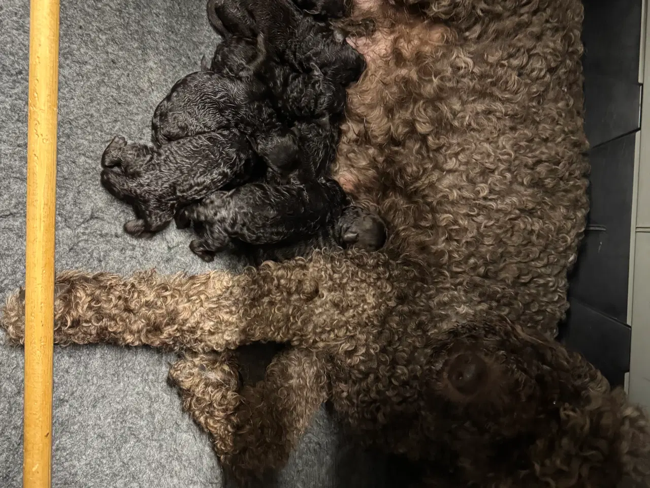 Billede 5 - Goldendoodle til jul 