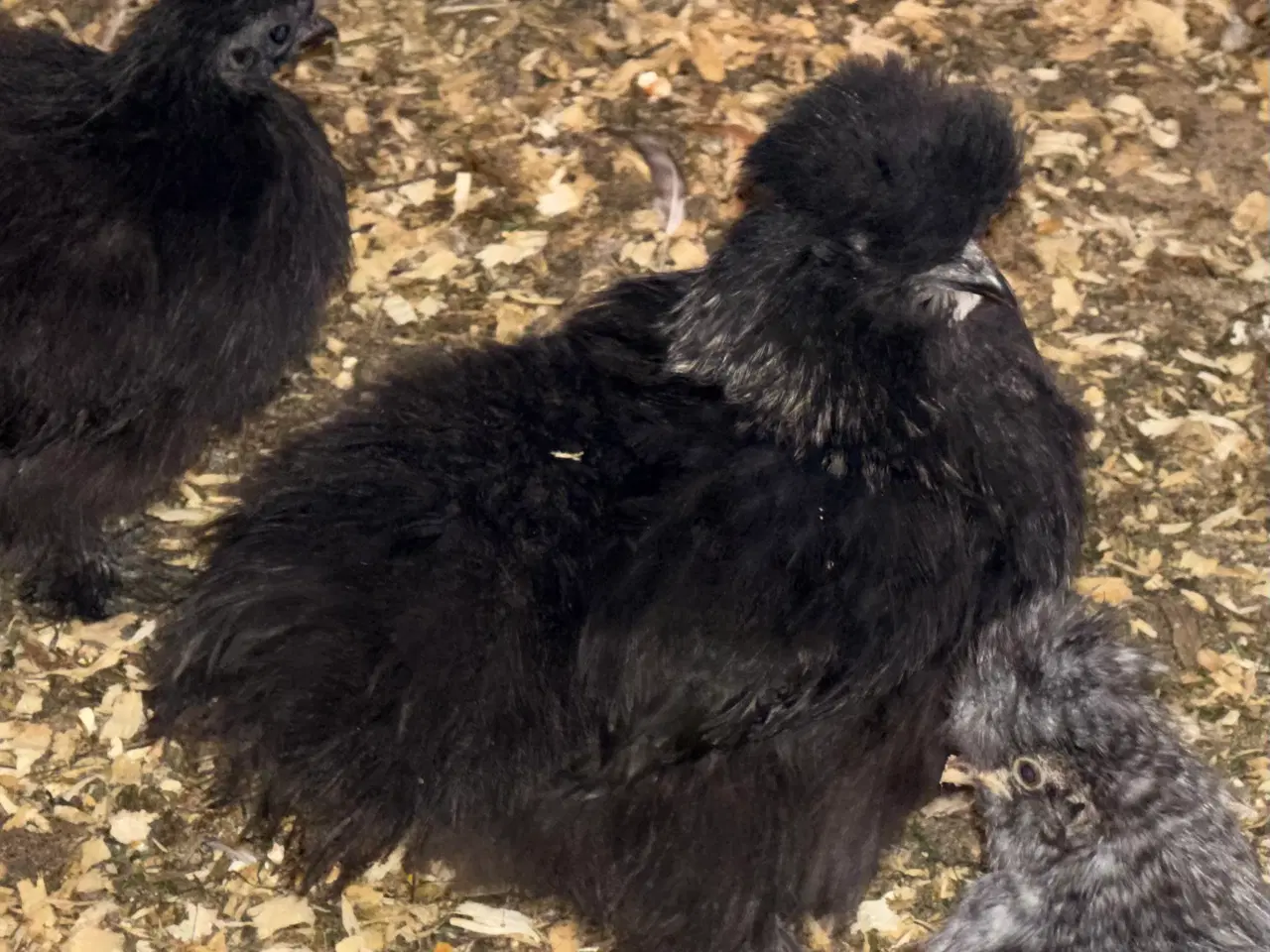 Billede 5 - 3 silker og 4 top blandings høne kyllinger