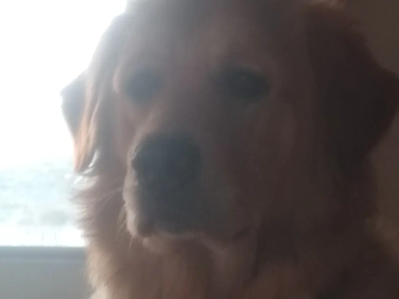 Billede 18 - Verdens smukkeste Golden Retriever hvalpe