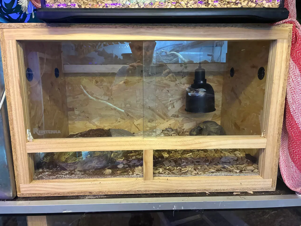 Billede 1 - Div terrarier sælges 