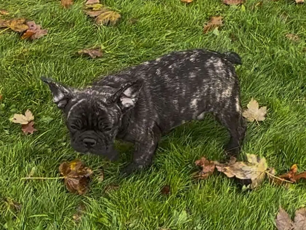 Billede 6 - Brindle November fransk bulldog