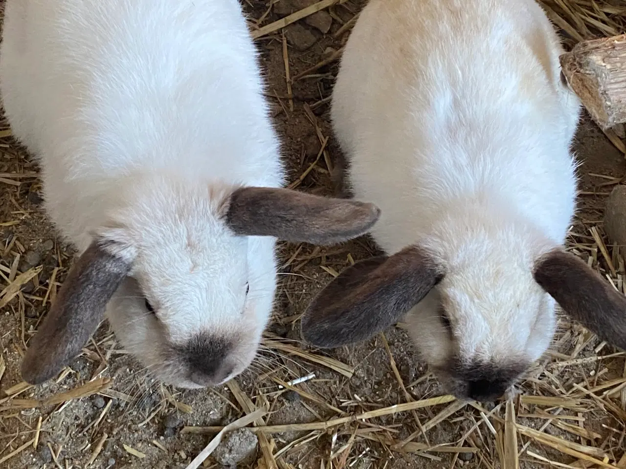 Billede 5 - Mini-lop kaniner