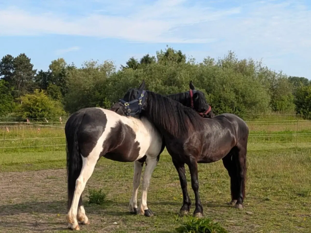 Billede 5 - Sort Barokpinto 