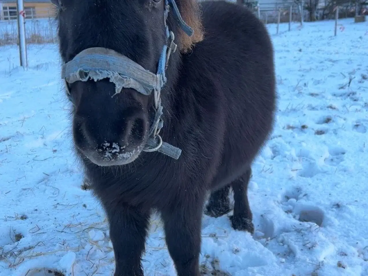 Billede 2 - Sort Shetlænder pony 