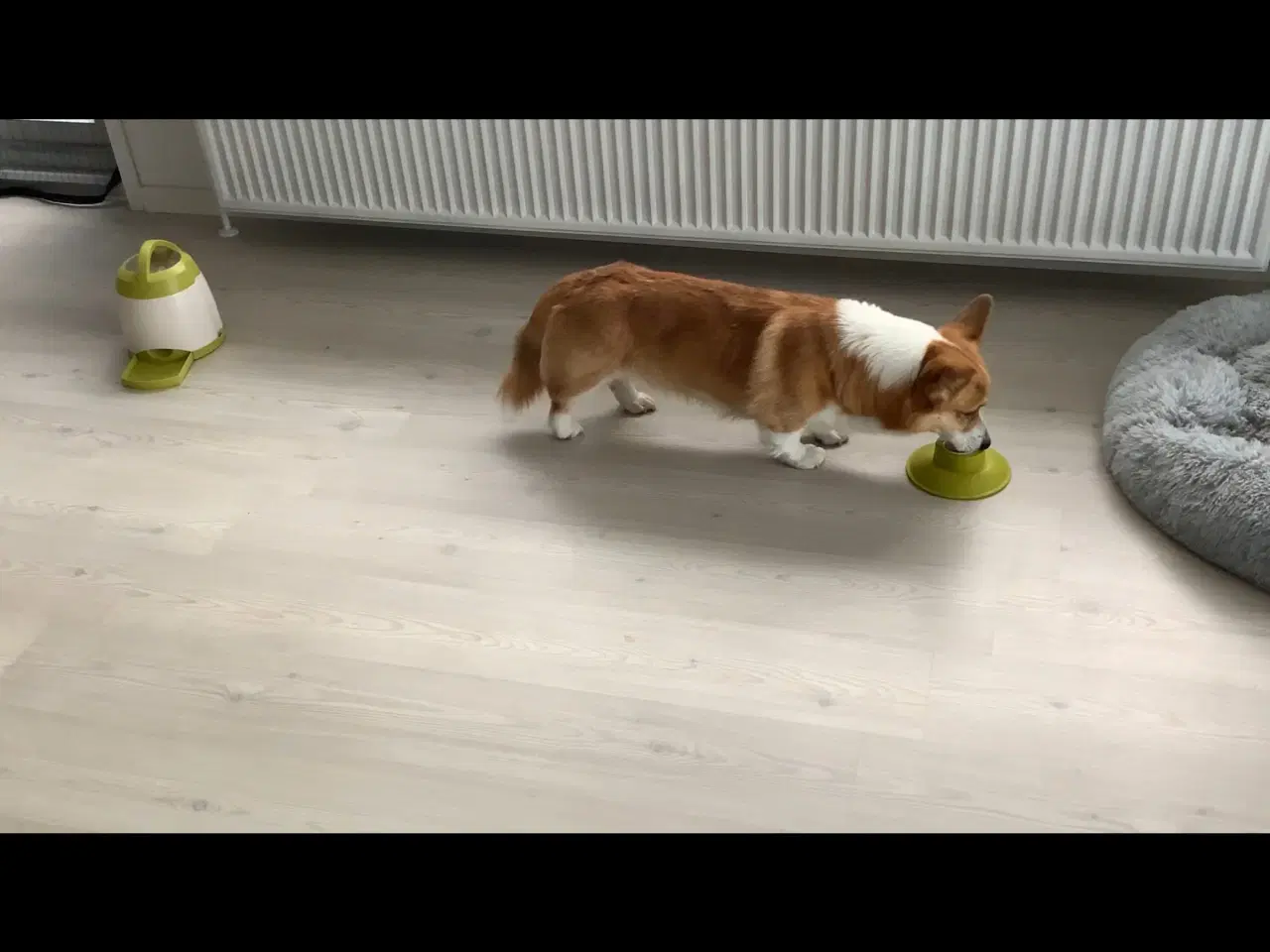 Billede 2 - Trixie Dog Activity Memory Trainer 3.0