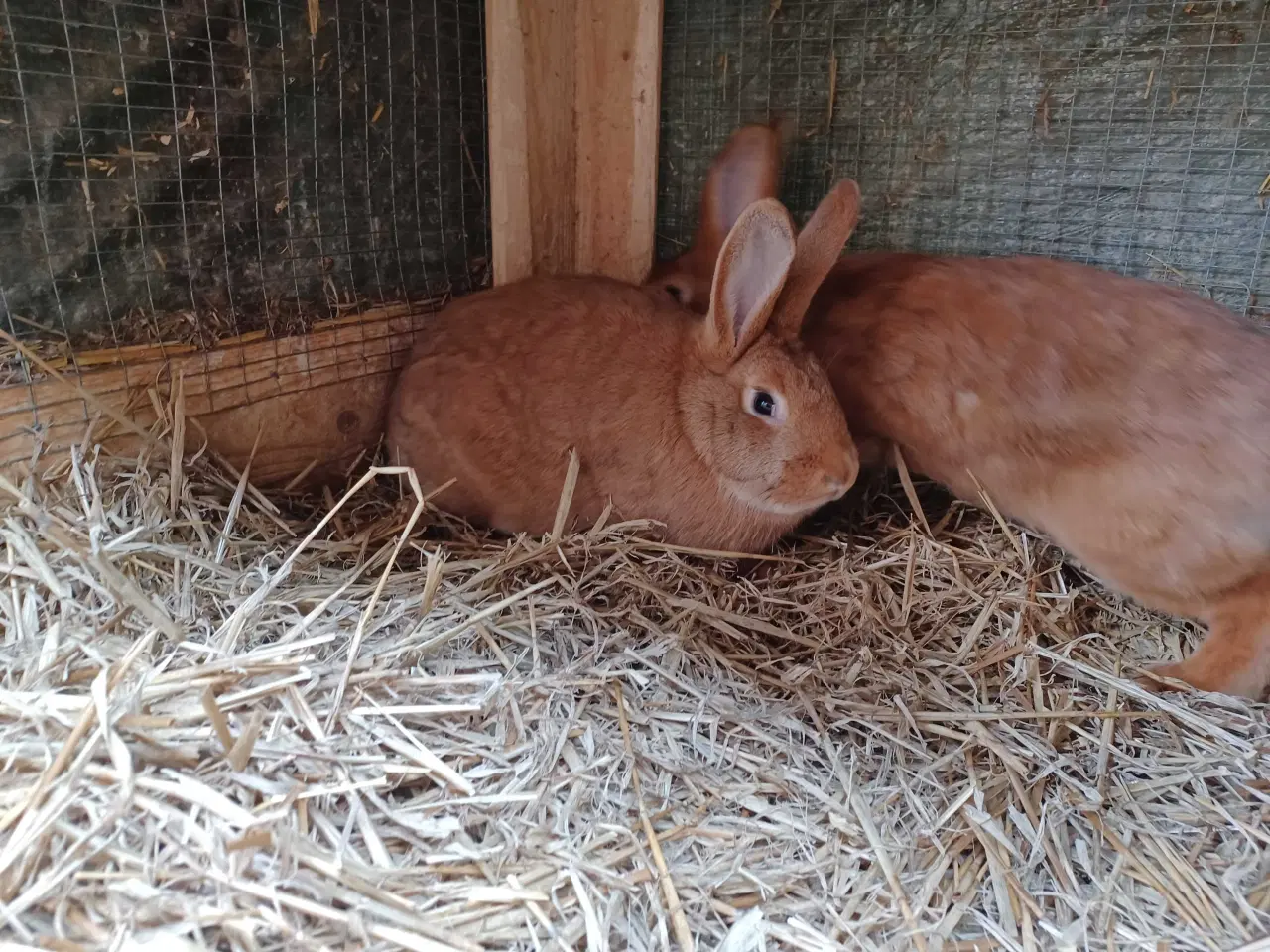 Billede 3 - New Zealand Red blandings hunner