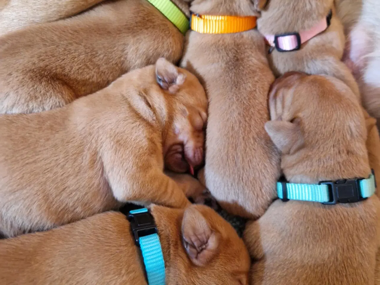Billede 4 - Fox red labrador hvalpe