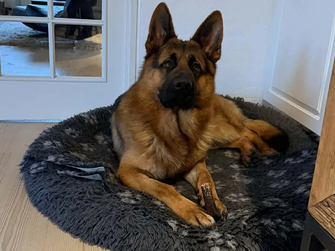 Billede 3 - Smuk, dejlig og kærlig schæferhan på 17 måneder