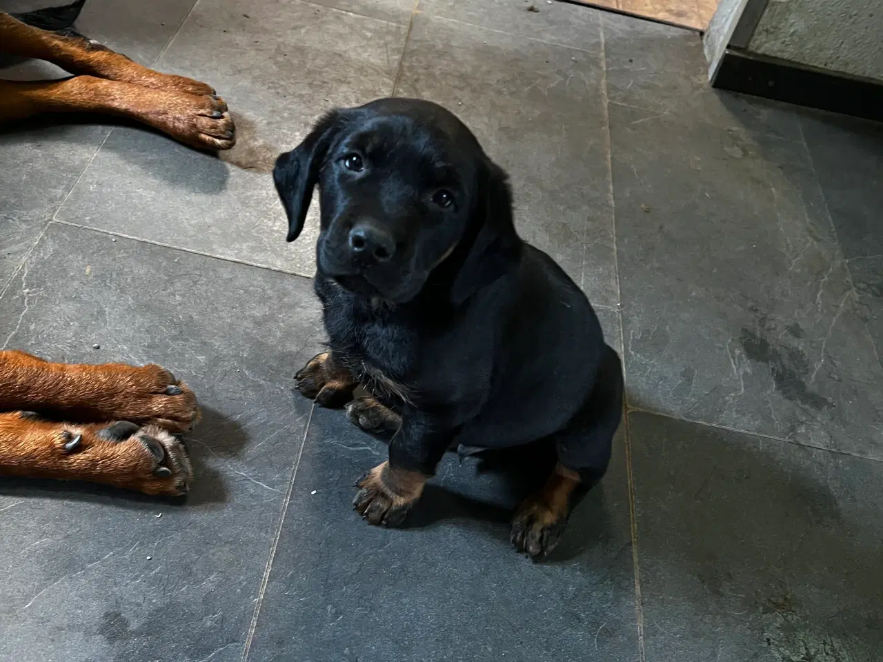 Billede 5 - Rottweiler og labrador blanding 