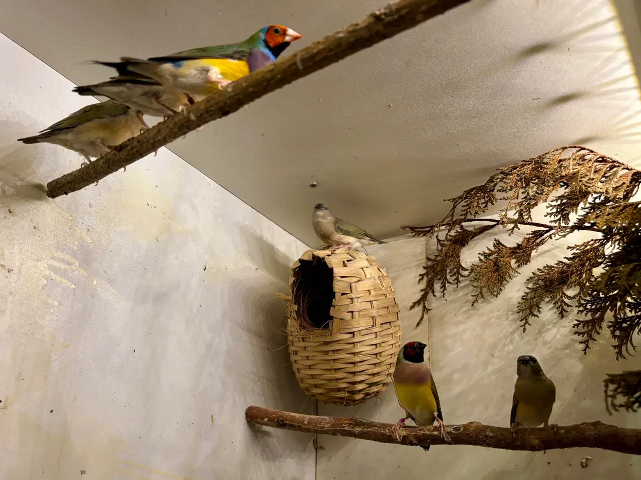 Billede 1 - Småfugle unger