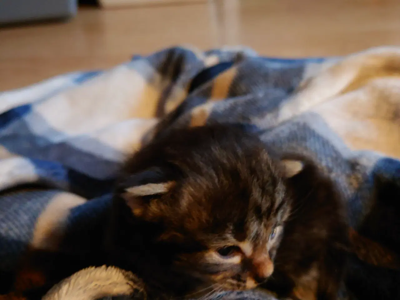 Billede 5 - Maine coon killing Far med tavle