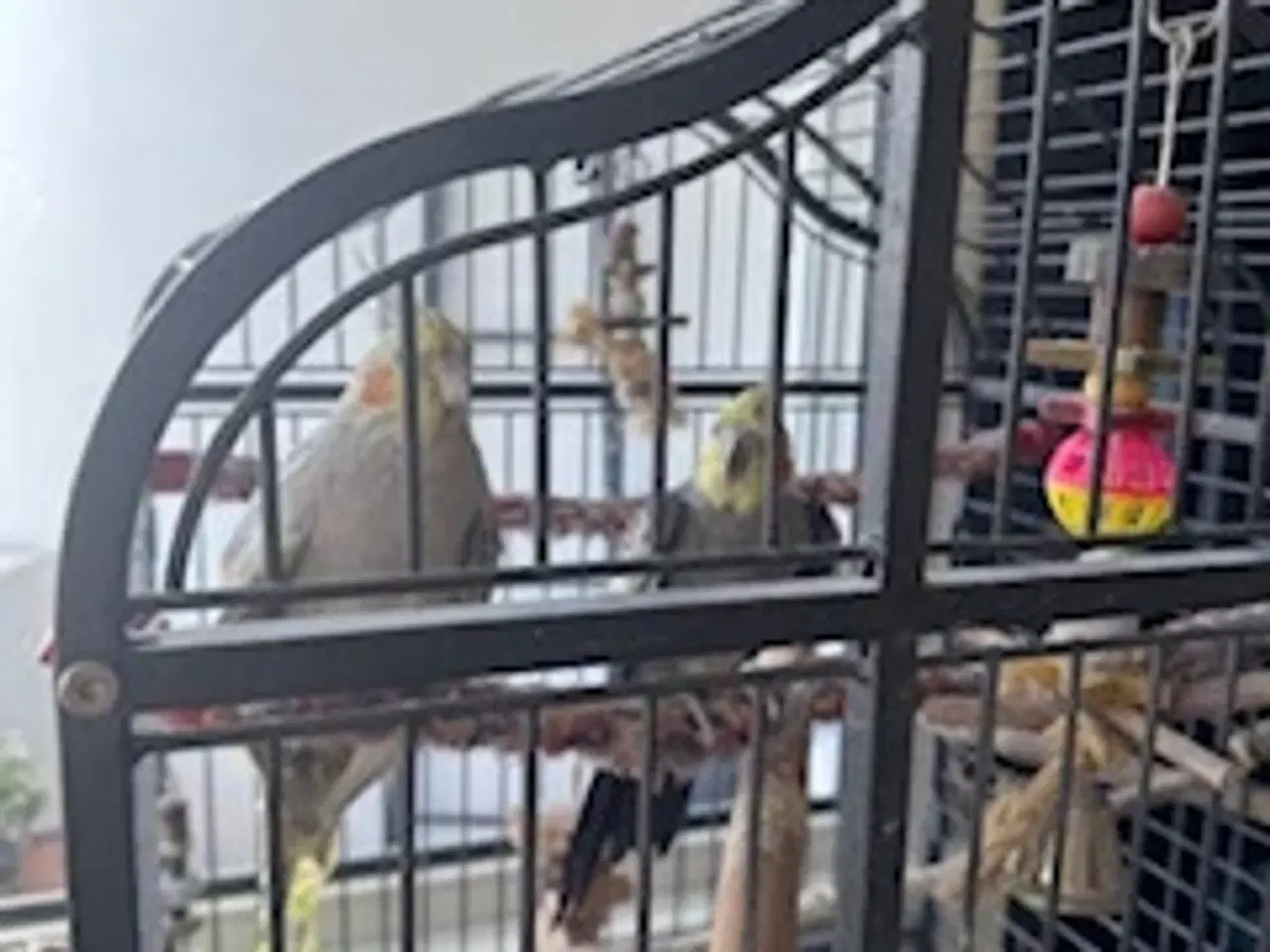 Billede 3 - Nymfeparakitpar søger nyt hjem - med bur