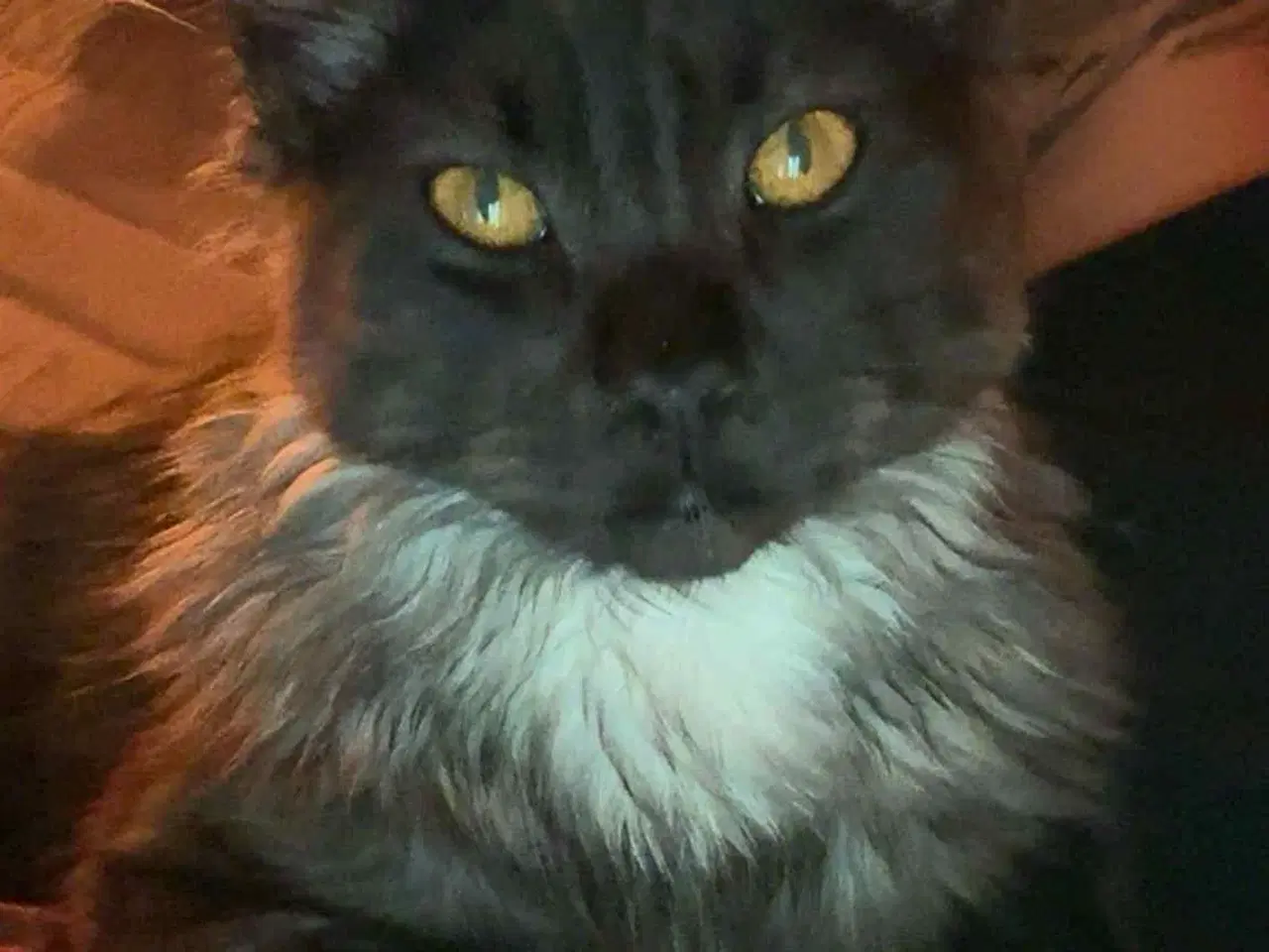 Billede 1 - Main coon-hankat