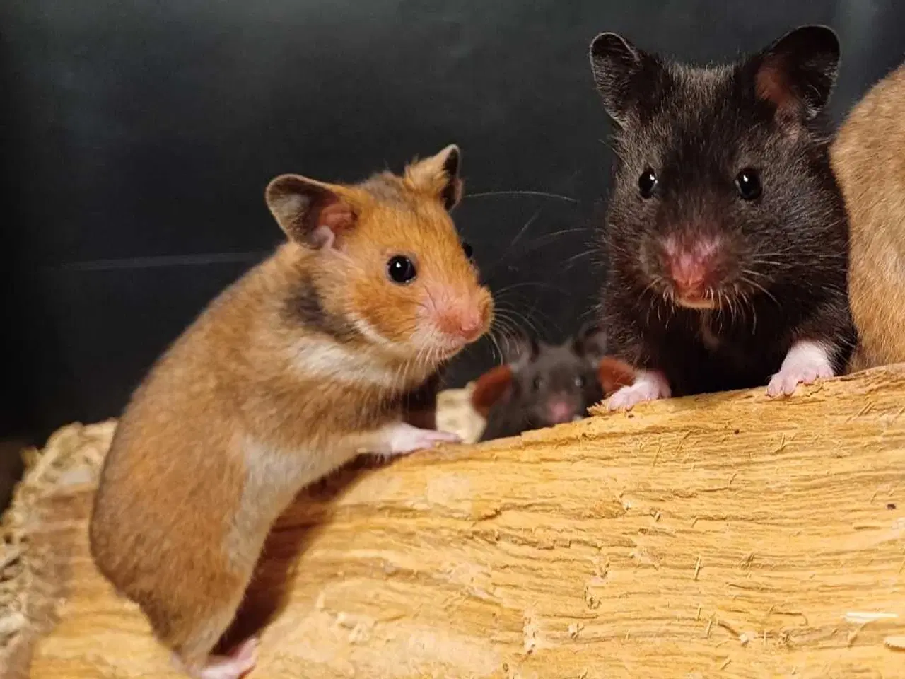Billede 3 - Guldhamster unger 