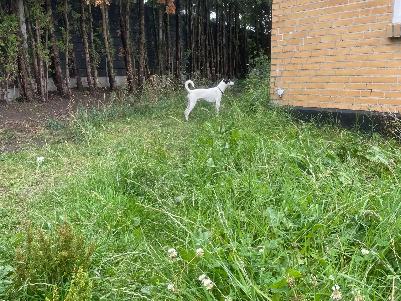 Billede 3 - Dansk svensk Gårdhund 