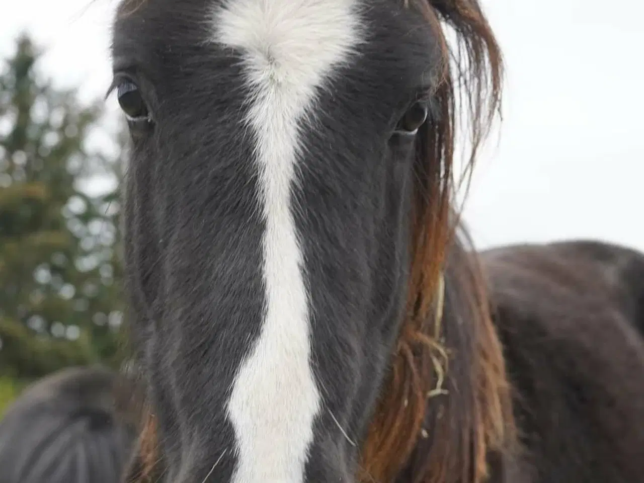 Billede 1 - Barock/tinker hingst