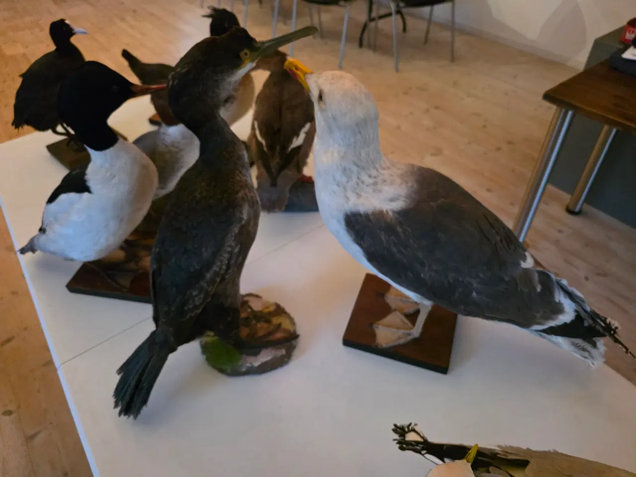 Billede 4 - Vandfugle sælges, enten samlet eller hver for sig