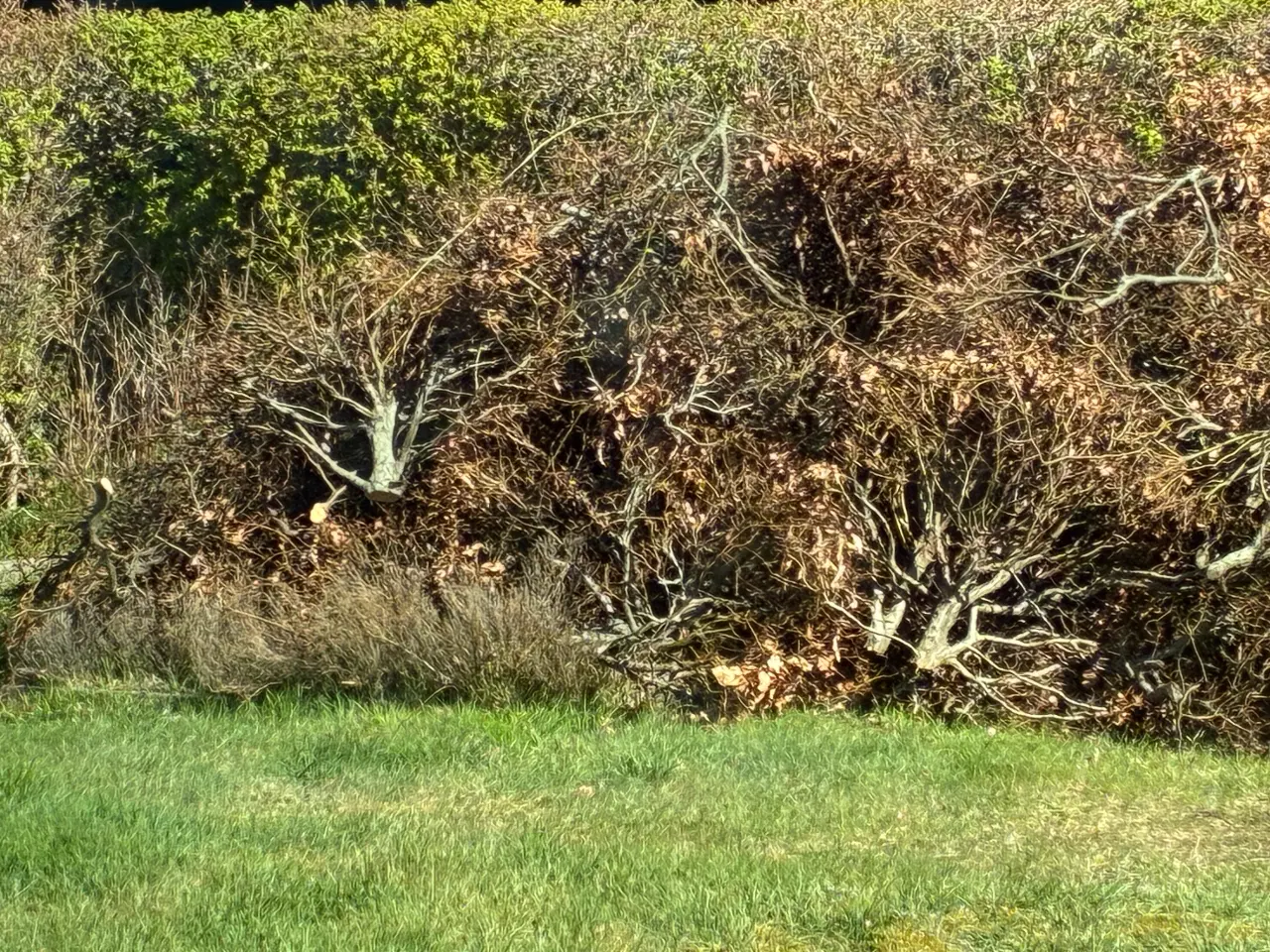 Billede 3 - Brænde - gratis