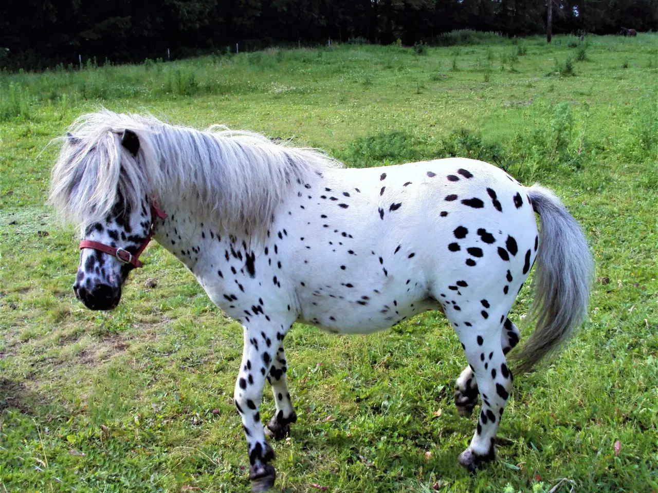 Billede 1 - Shetlænder hopper købes