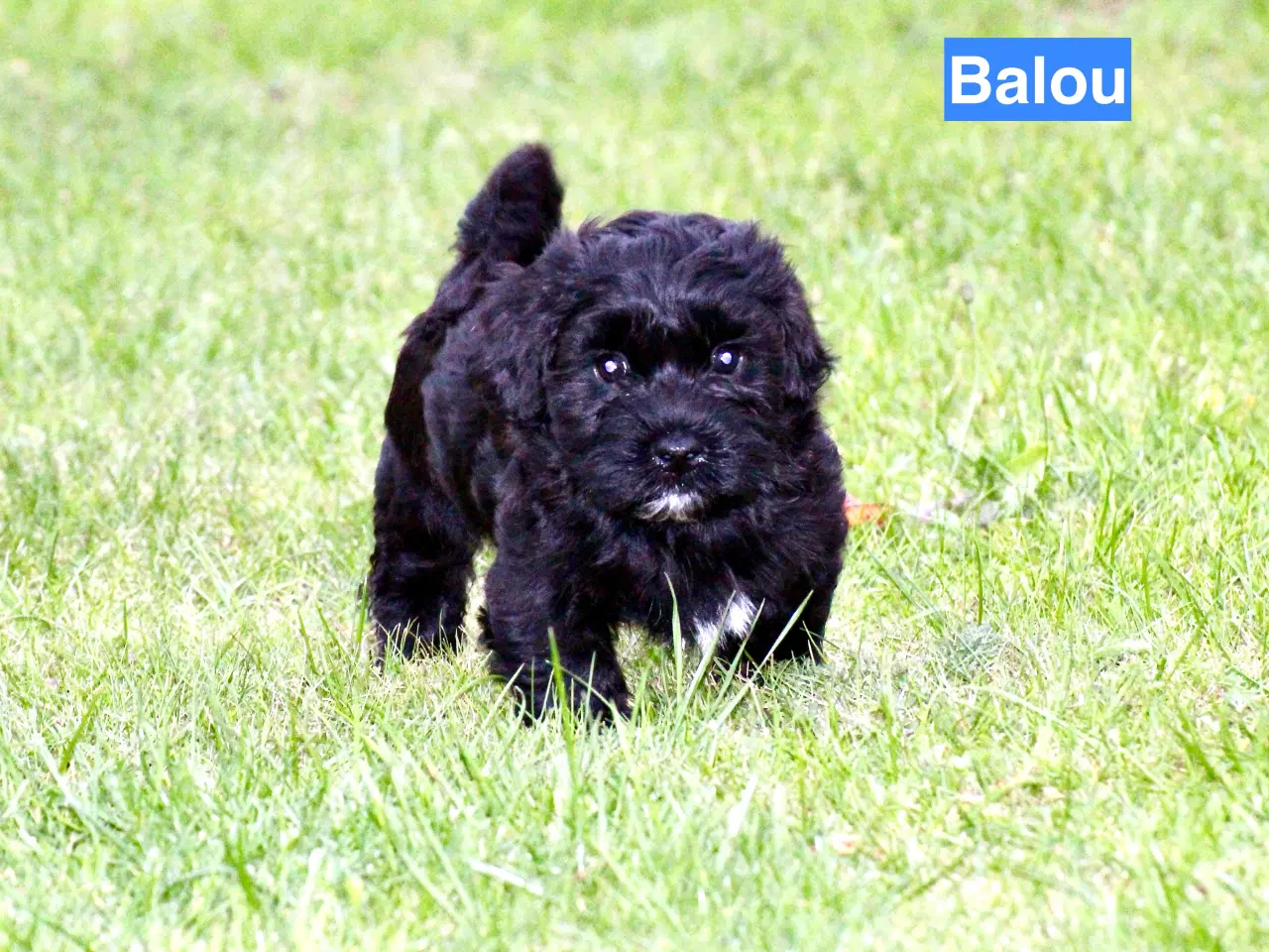 Billede 14 - Bichon Havanais DKK 