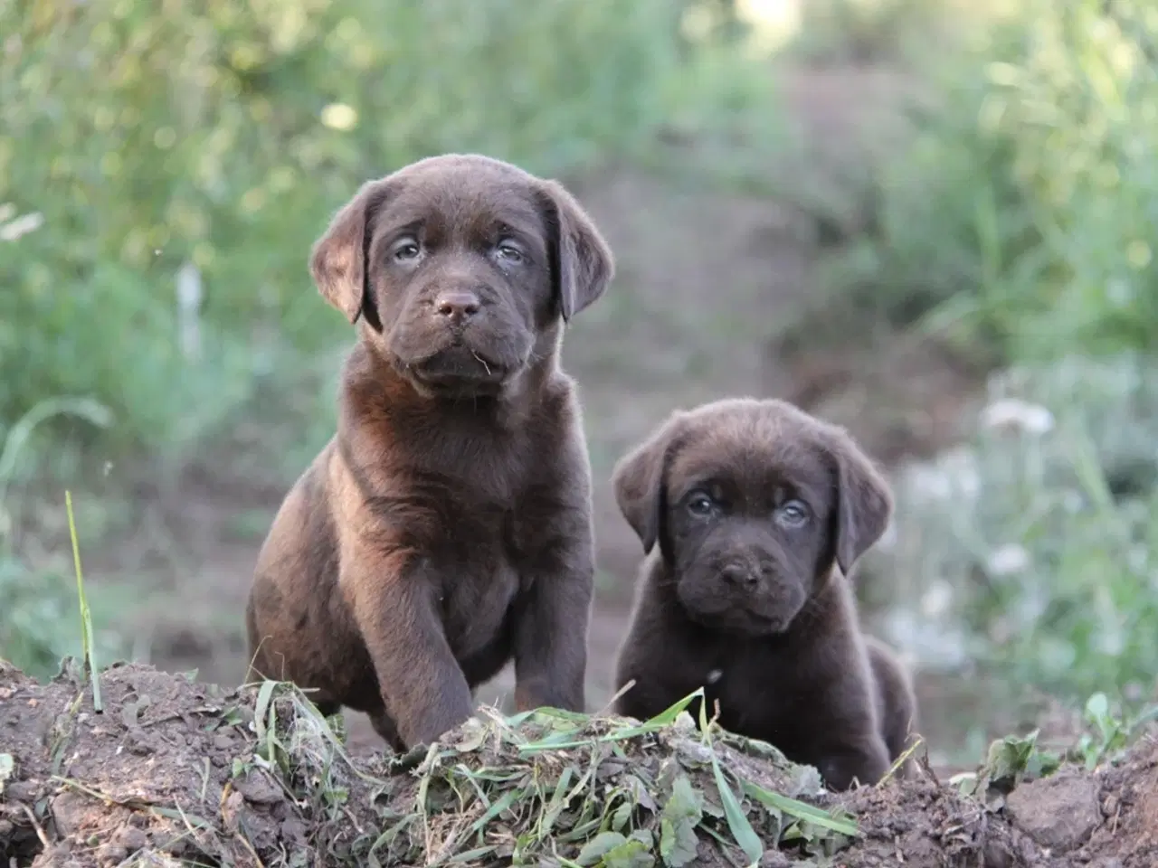 Billede 6 - Labrador Hvalpe