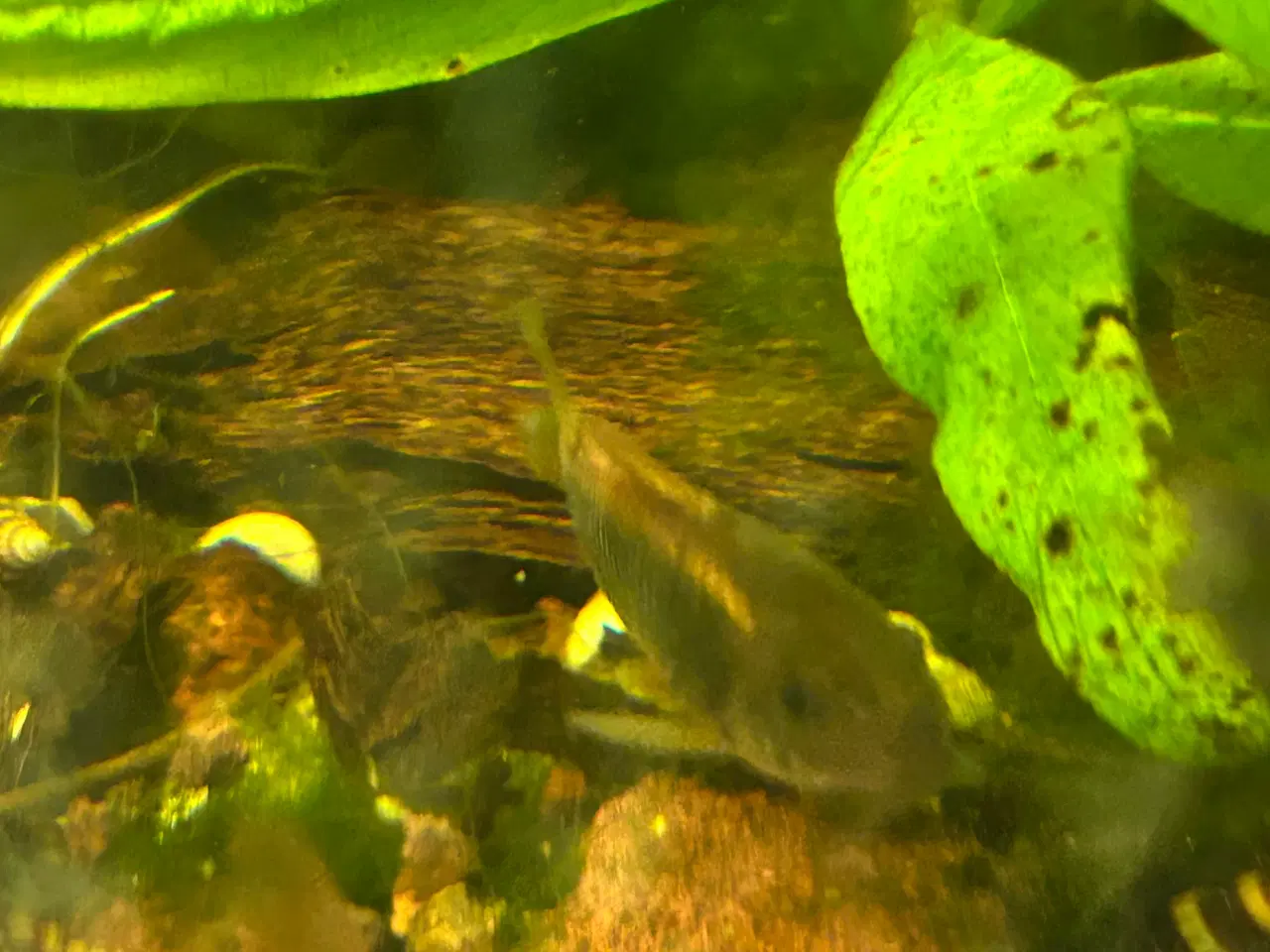 Billede 3 - 🐟 Kobber pansermaller 3-4 cm  | Afhent Viby J