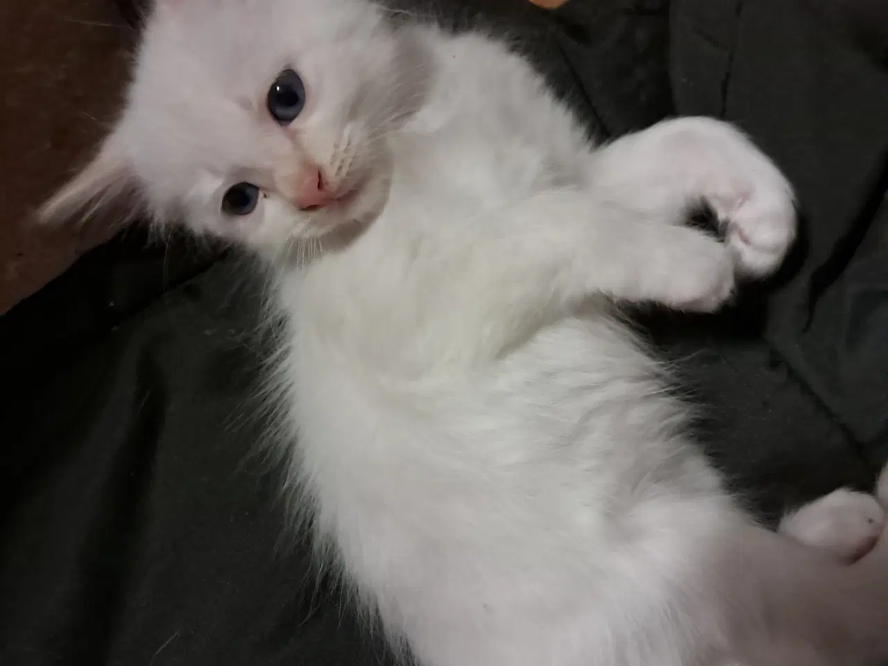 Billede 5 - Hellig birma/ Ragdoll 