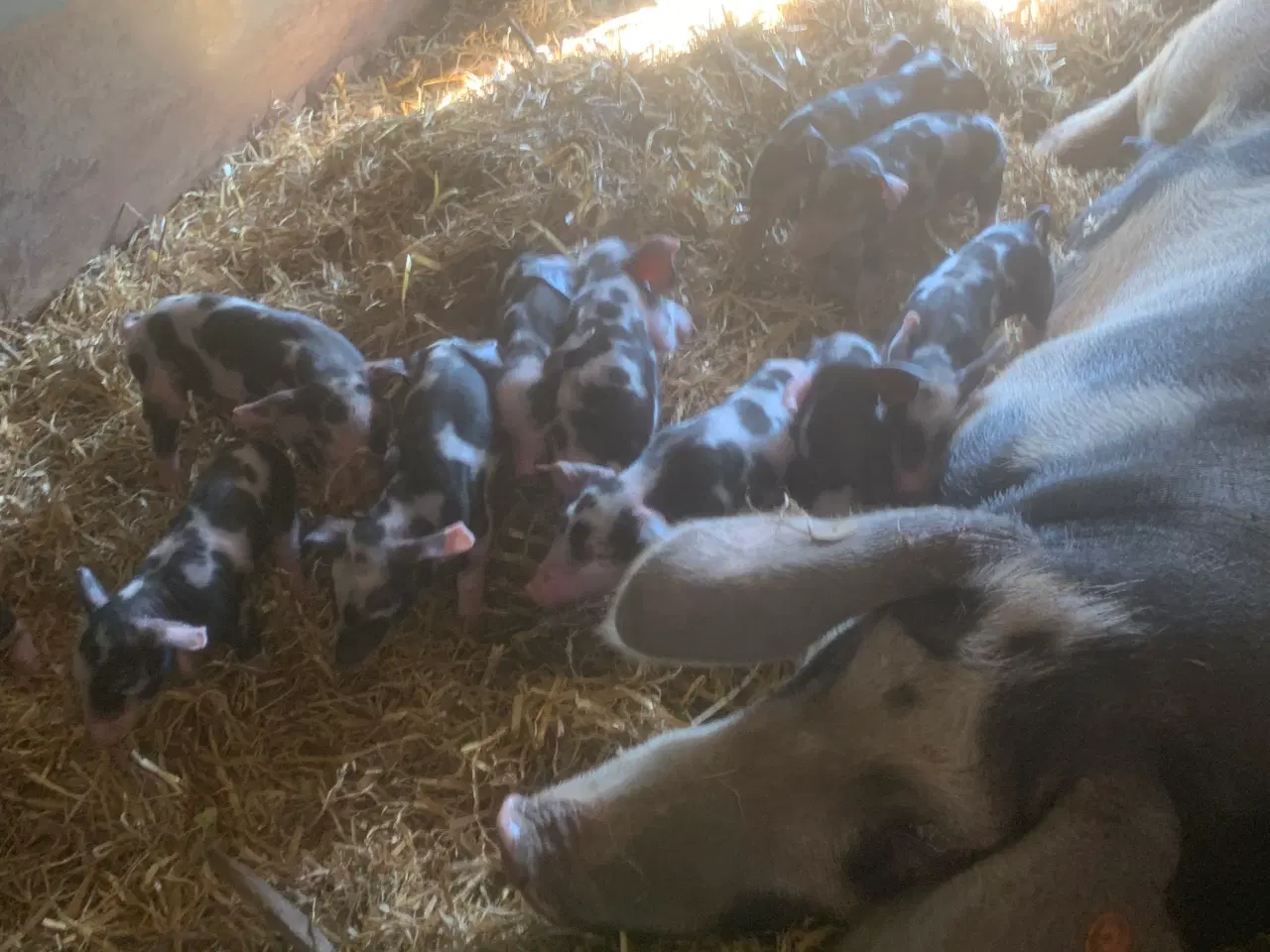 Billede 2 - Sort brogede landrace